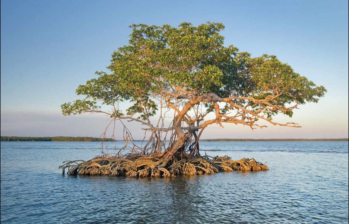 A mangrove tree rooted in the water off Naples, Florida